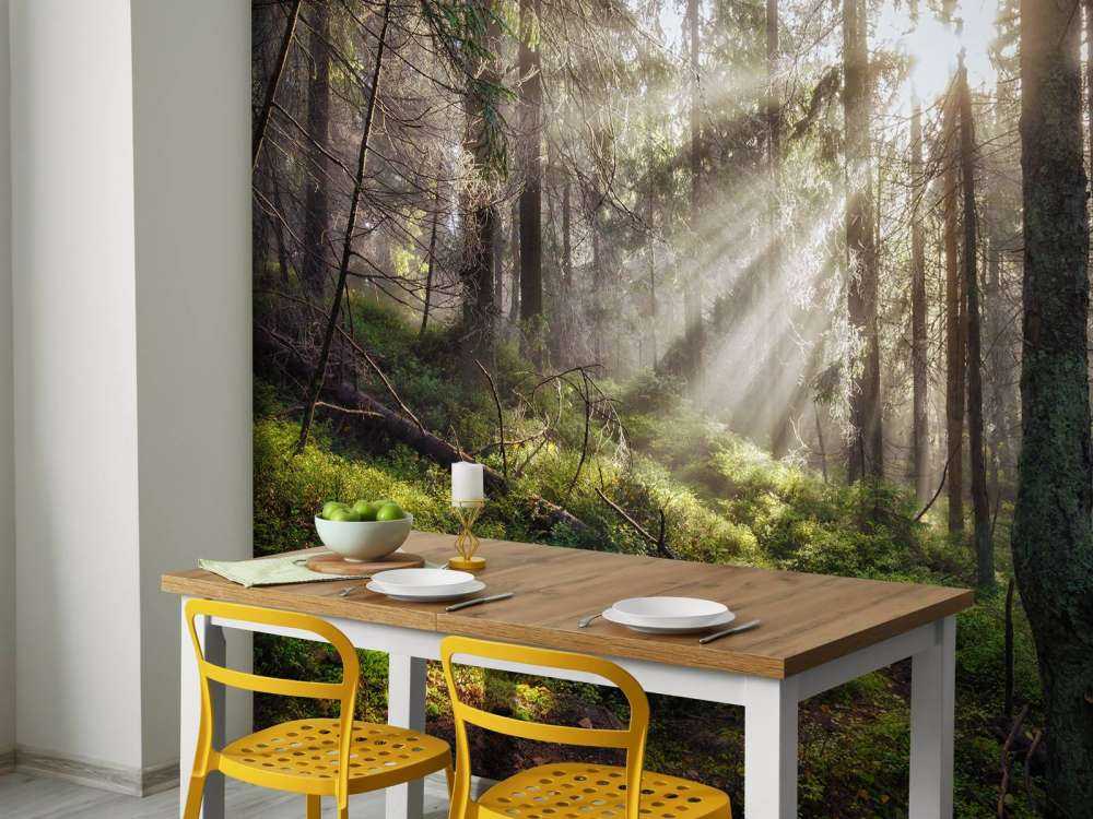 Foresta autunnale con sole