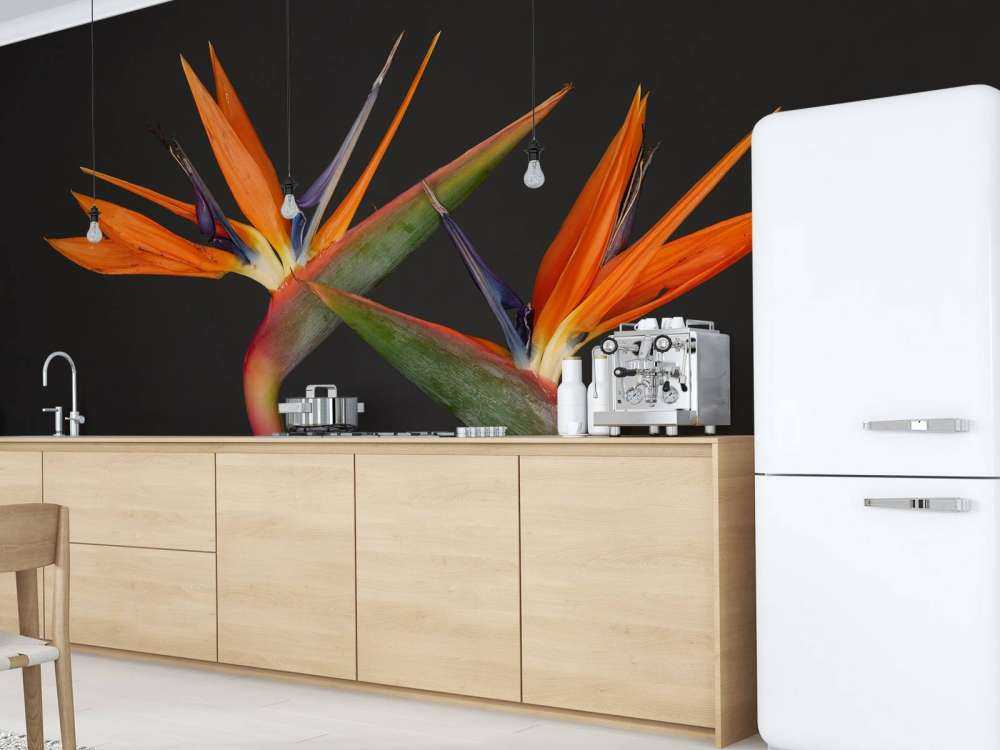 Fiori di uccello del paradiso