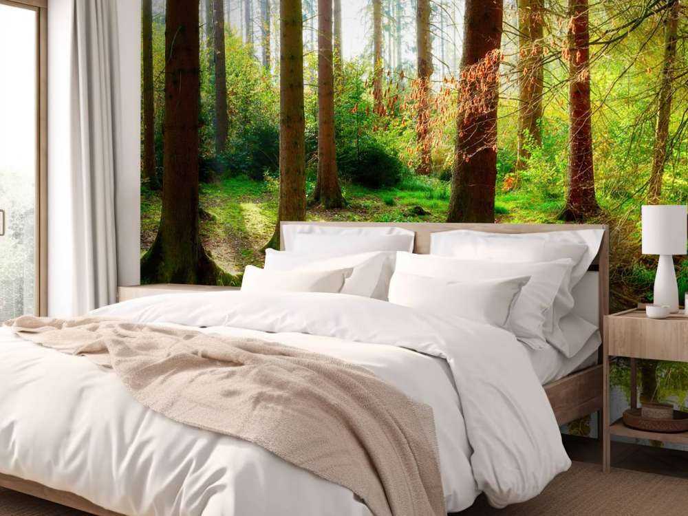 Foresta autunnale con luce solare brillante