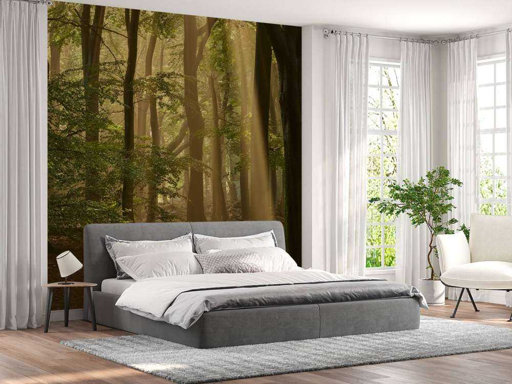 Vecchia foresta con alari