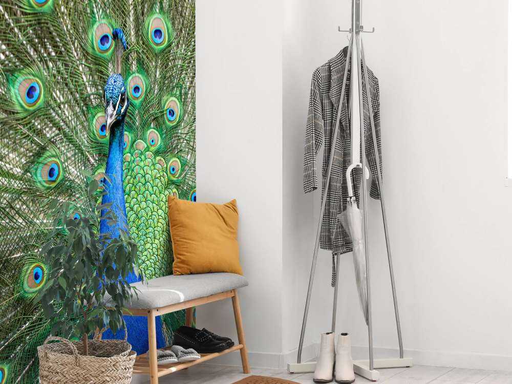 Pavone con piume dilatate