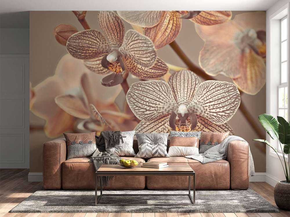 Orchidea ravvicinata