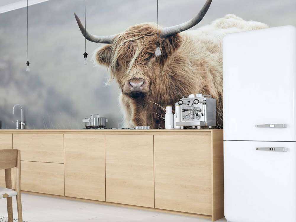 Highlander scozzese in natura