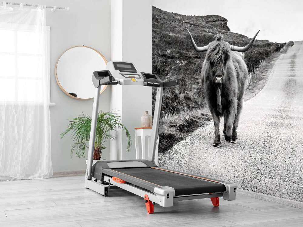 Highlander scozzese su una strada