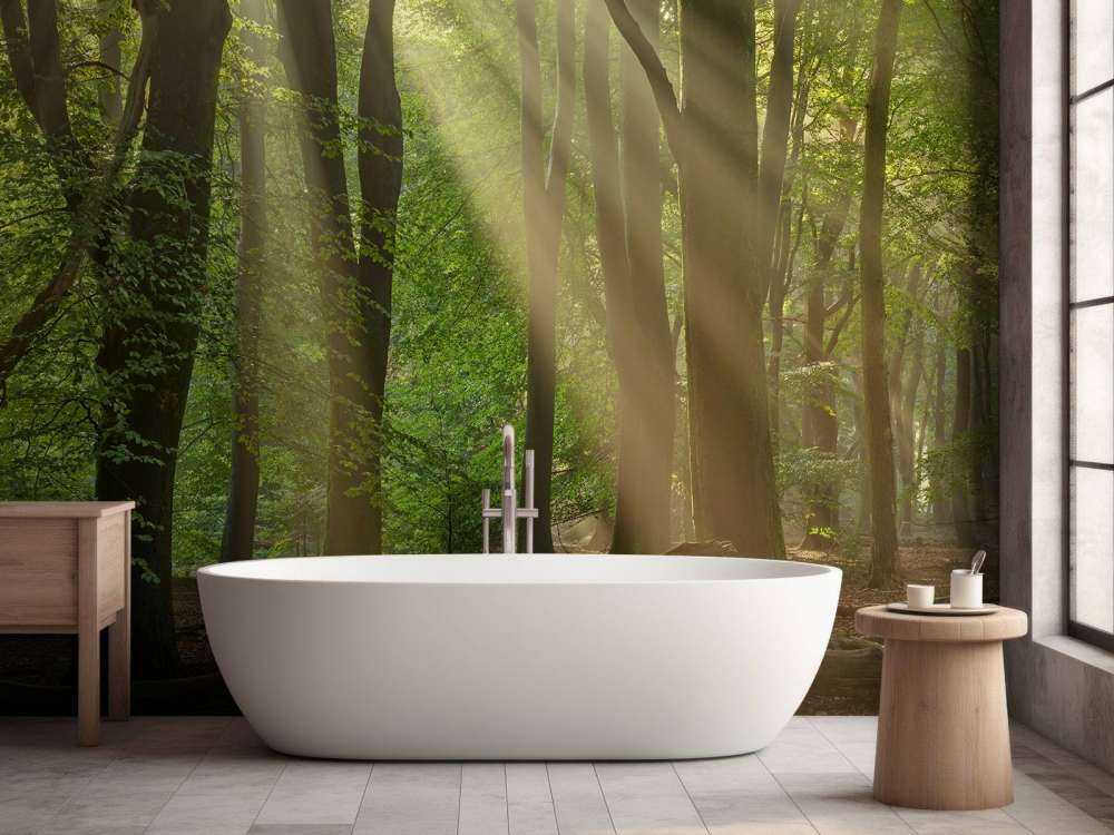 Arpe del sole nella foresta