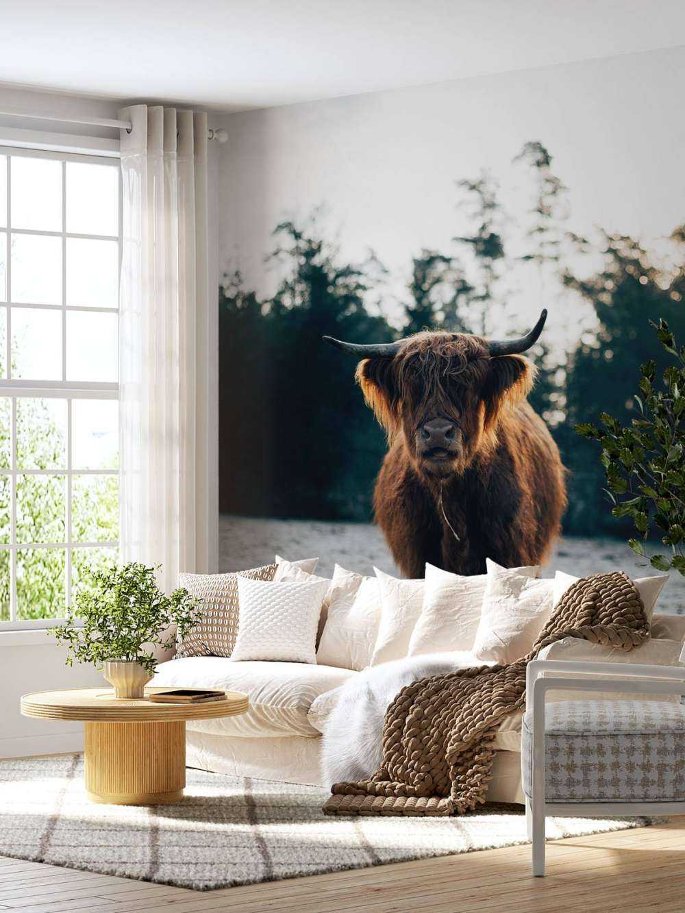 Highlander scozzese al sole del mattino