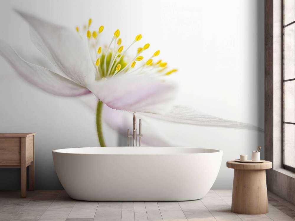 Beautiful Nemorosa**