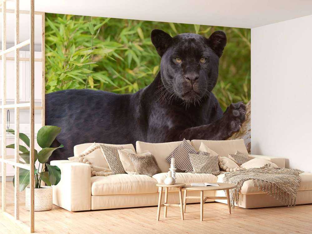 Pantera nera su un albero