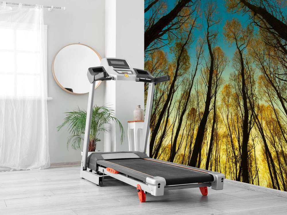 L'alba tra alberi ad alto fusto