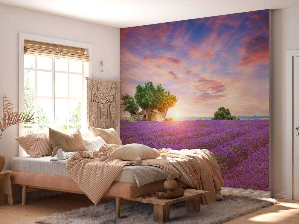 Campo di lavanda all'alba