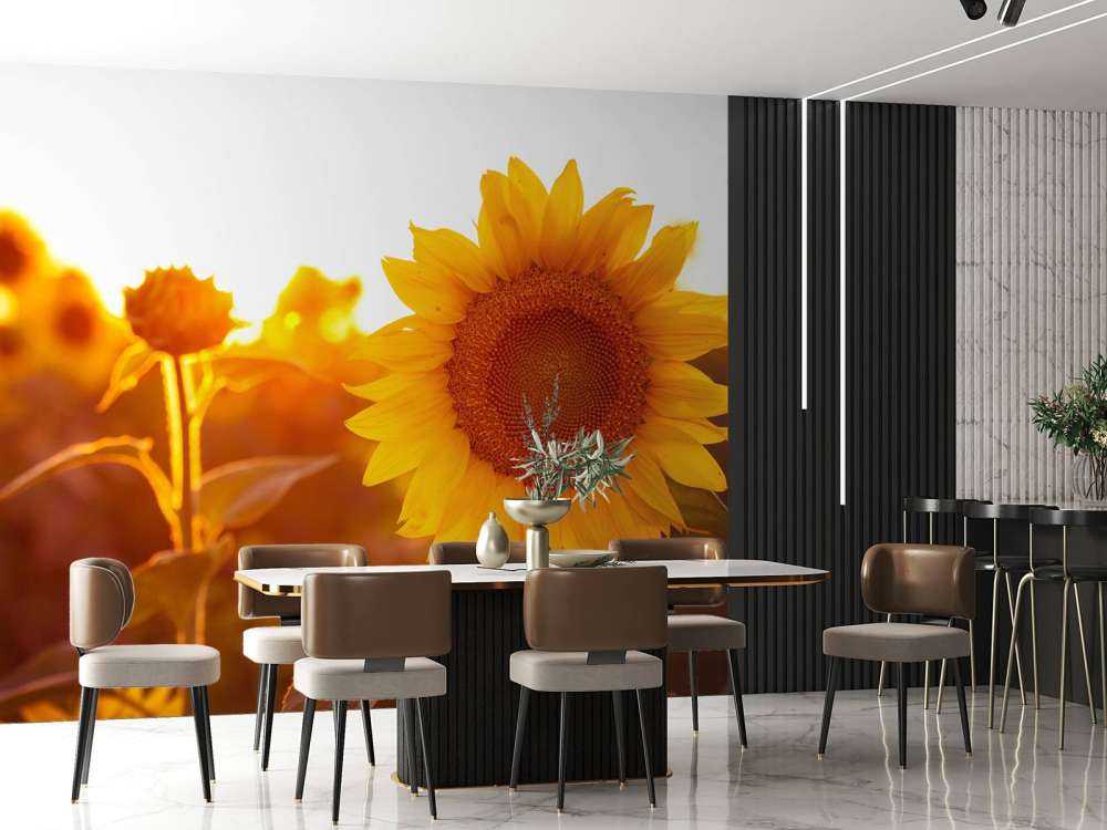 Campo di girasole caldo