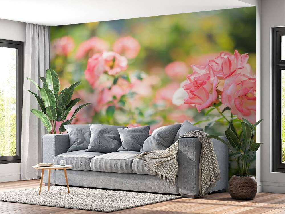 Rosa rosa chiaro cespuglio