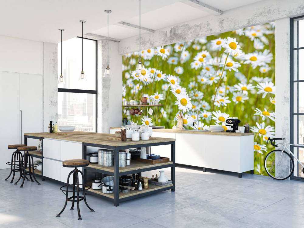 Margherite in un campo