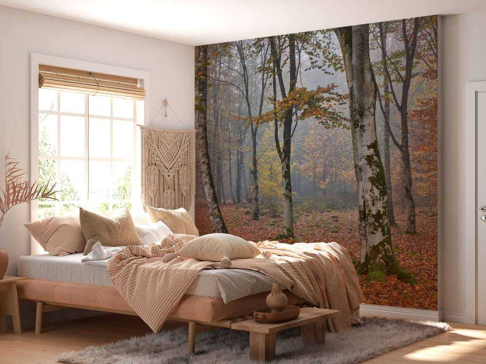 Bosco di betulle in autunno