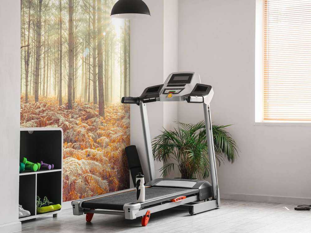 Raggi di sole attraverso gli alberi freddi