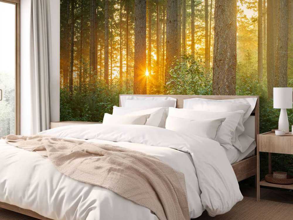 Raggi di sole in una foresta di conifere