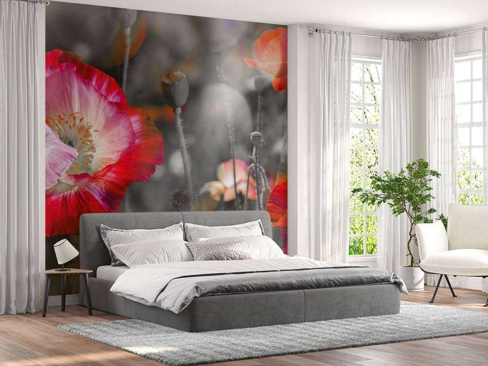 Papaveri in nero, bianco, rosso e nero