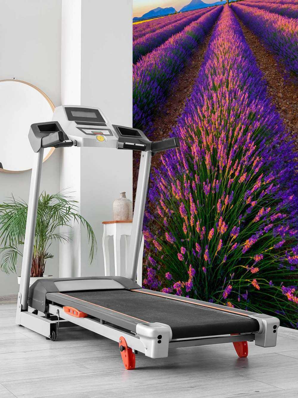 Lavanda alla luce del sole