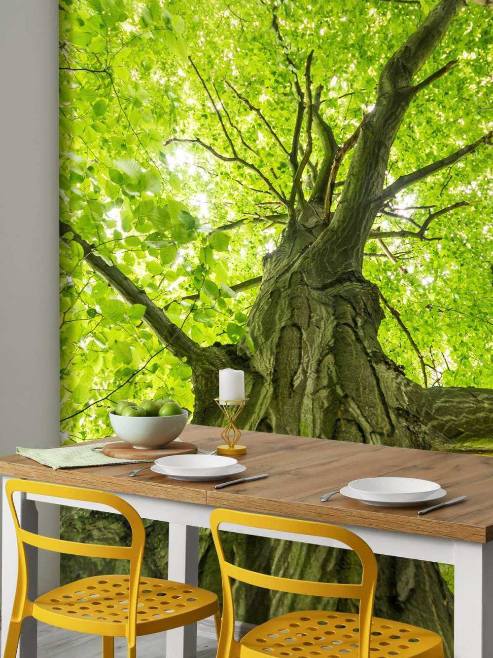 Grande albero nella foresta