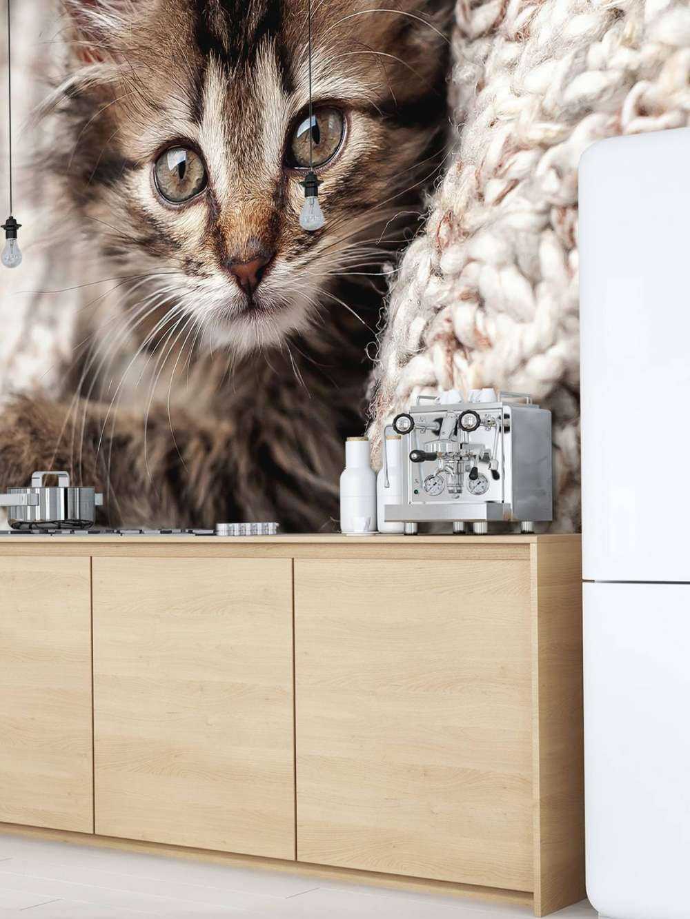 Gatto in una coperta