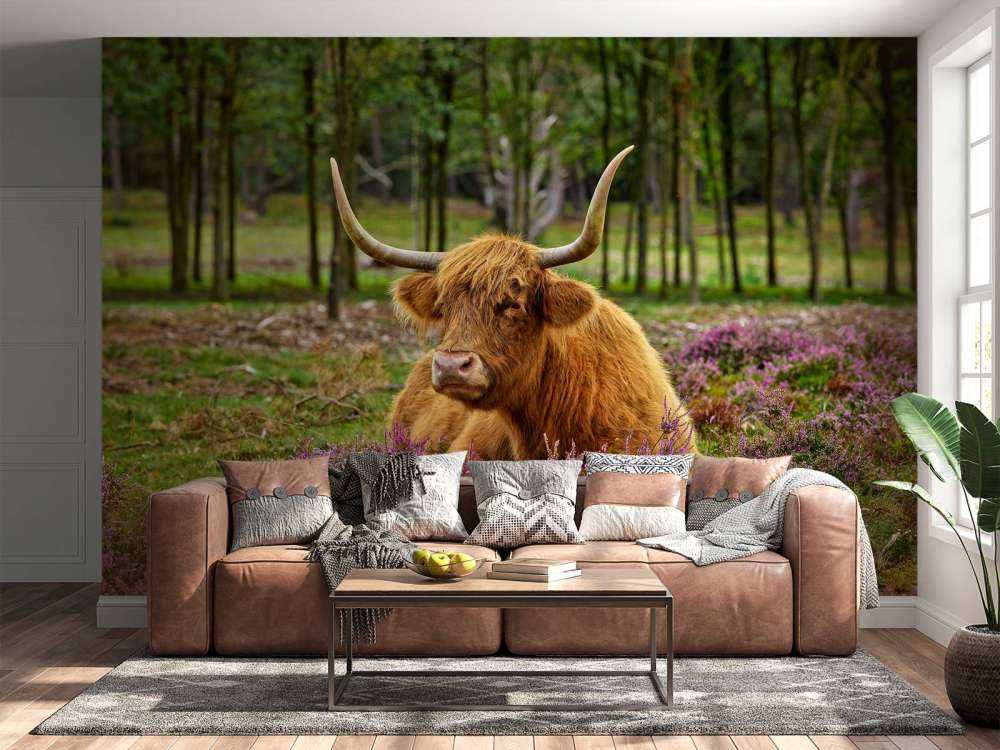 Highlander scozzese tra l'erica viola