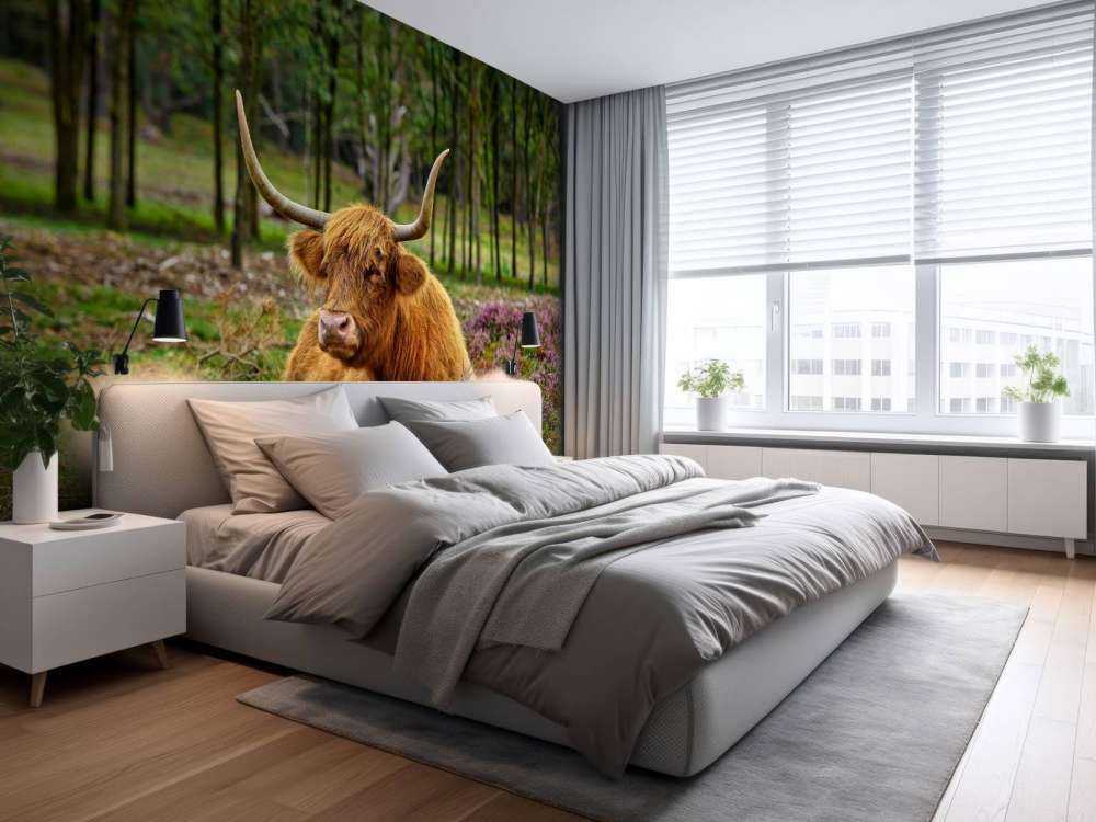 Highlander scozzese tra l'erica viola