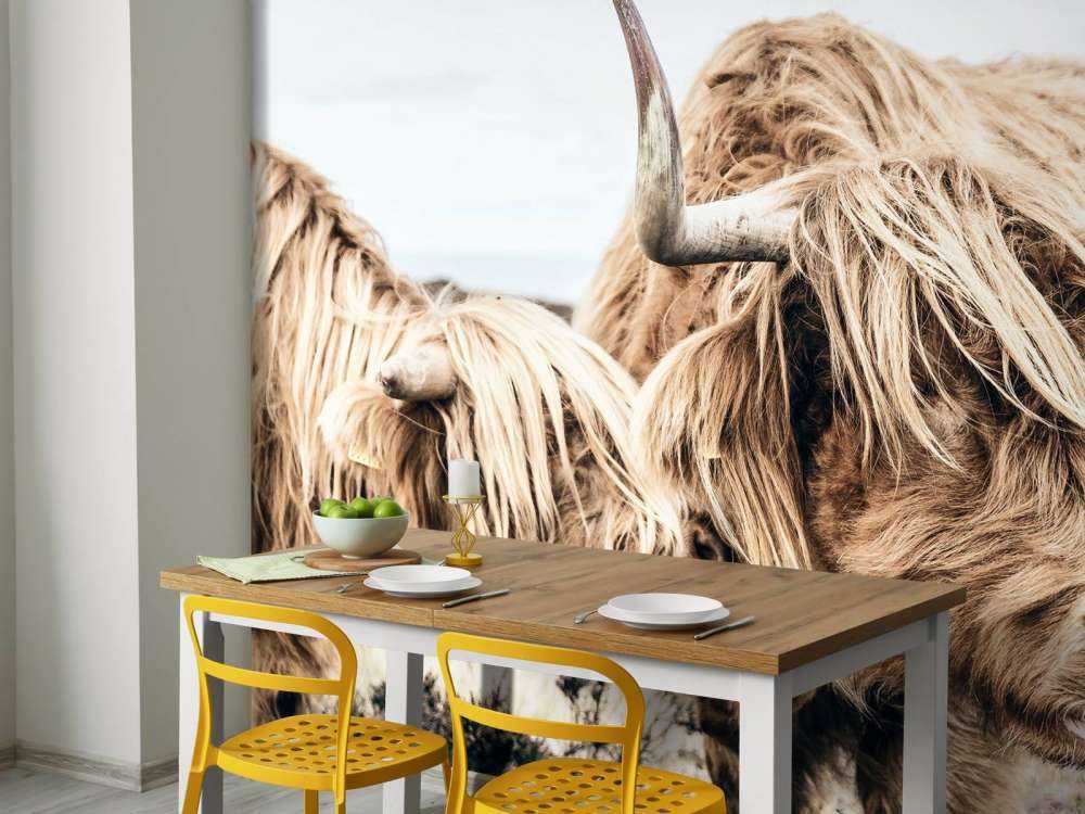 Due Highlander scozzesi