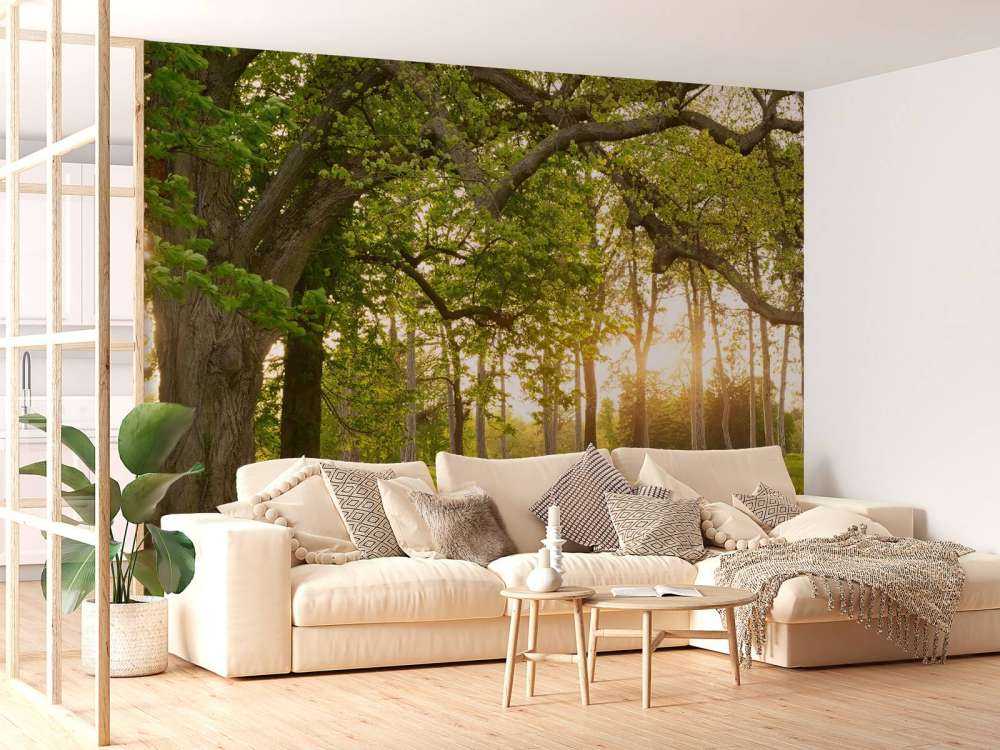 Spazio aperto nella foresta