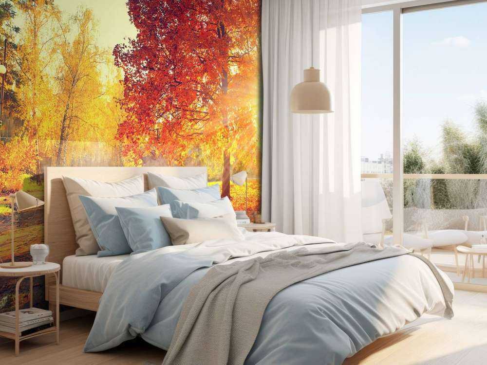 Alberi d'autunno alla luce del sole