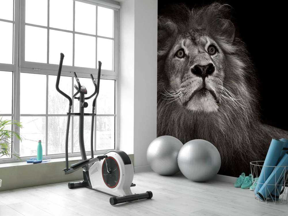 Leone su sfondo nero