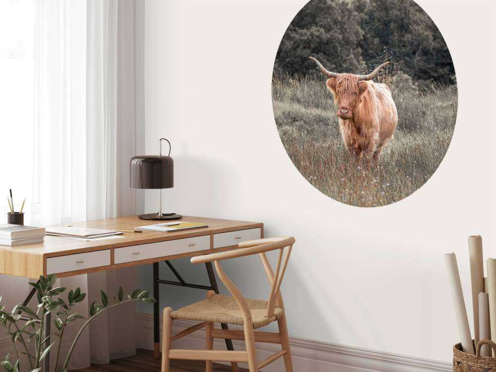 Highlander scozzese in un campo