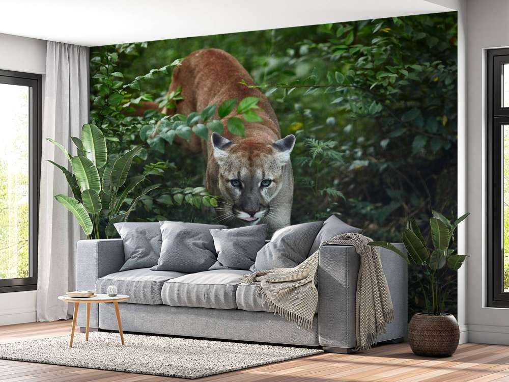 Leone di montagna furtivo