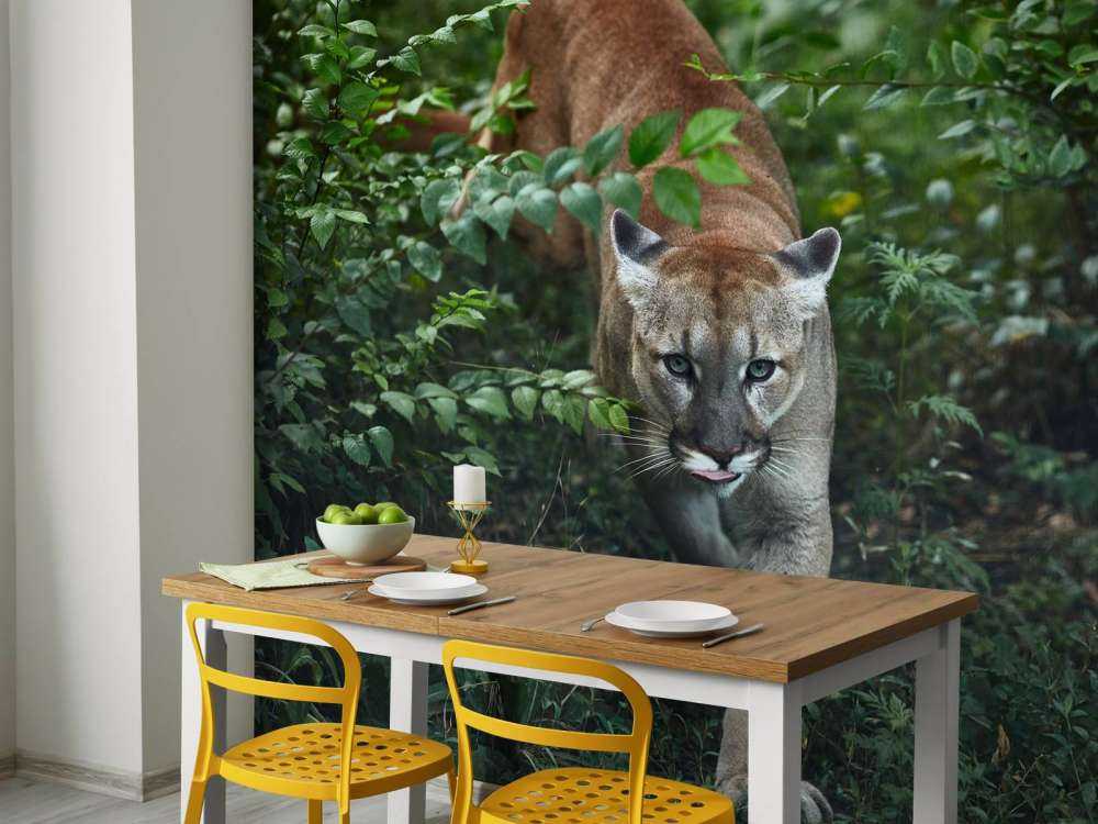 Leone di montagna furtivo