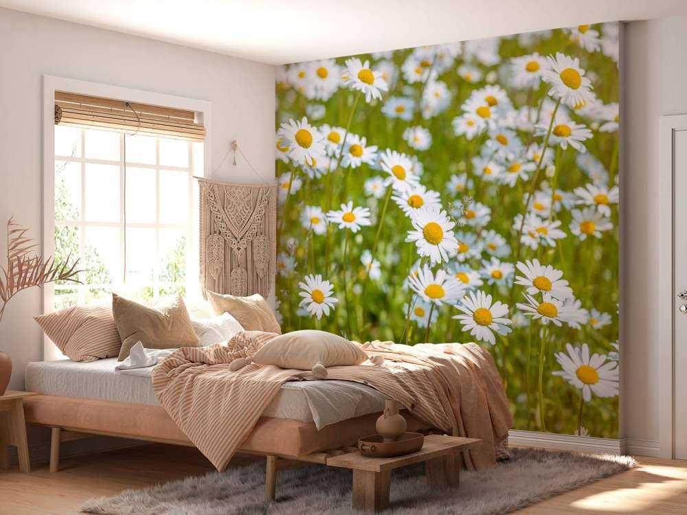 Margherite in un campo