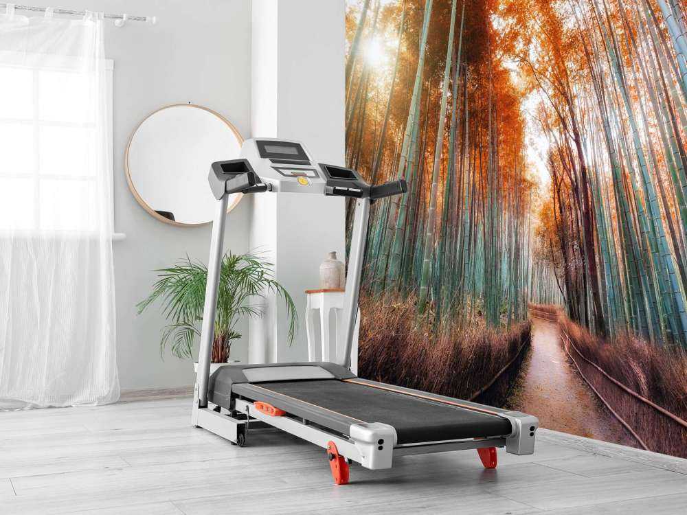 Autunno foresta di bambù