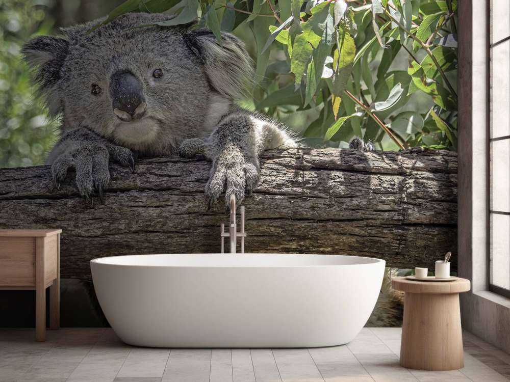 Koala carino