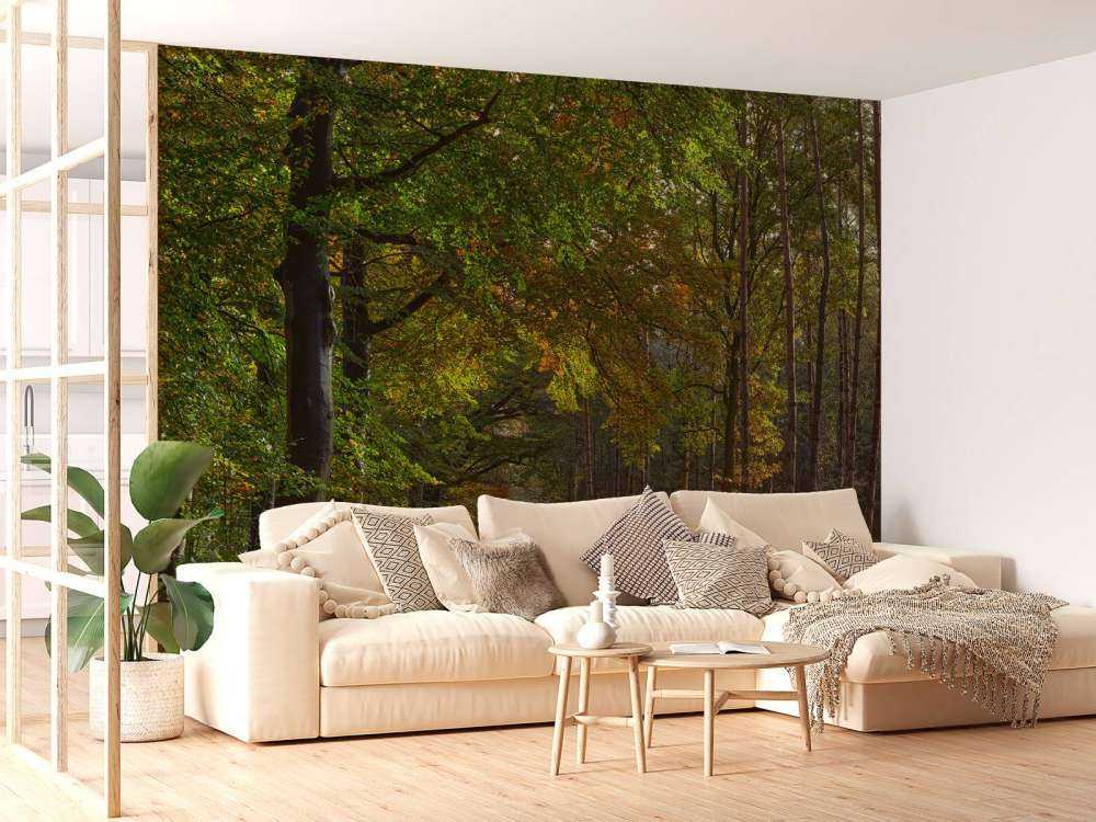 Sentiero con foglie attraverso la foresta