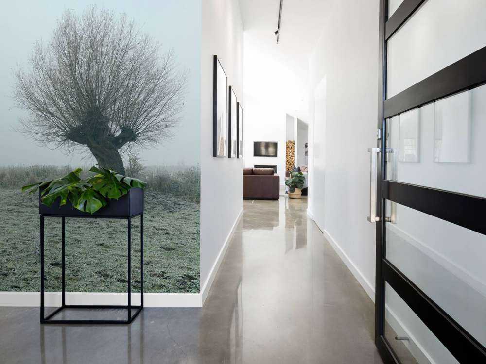 Salici di Pollard nella nebbia