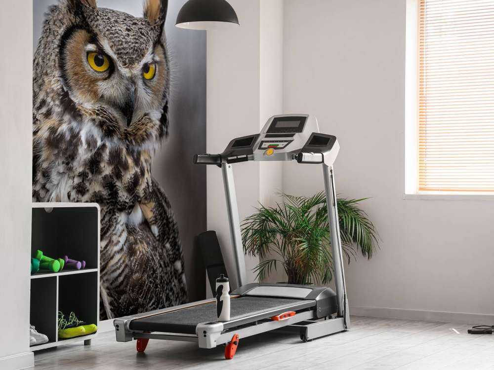 Gufo dalle piume marroni