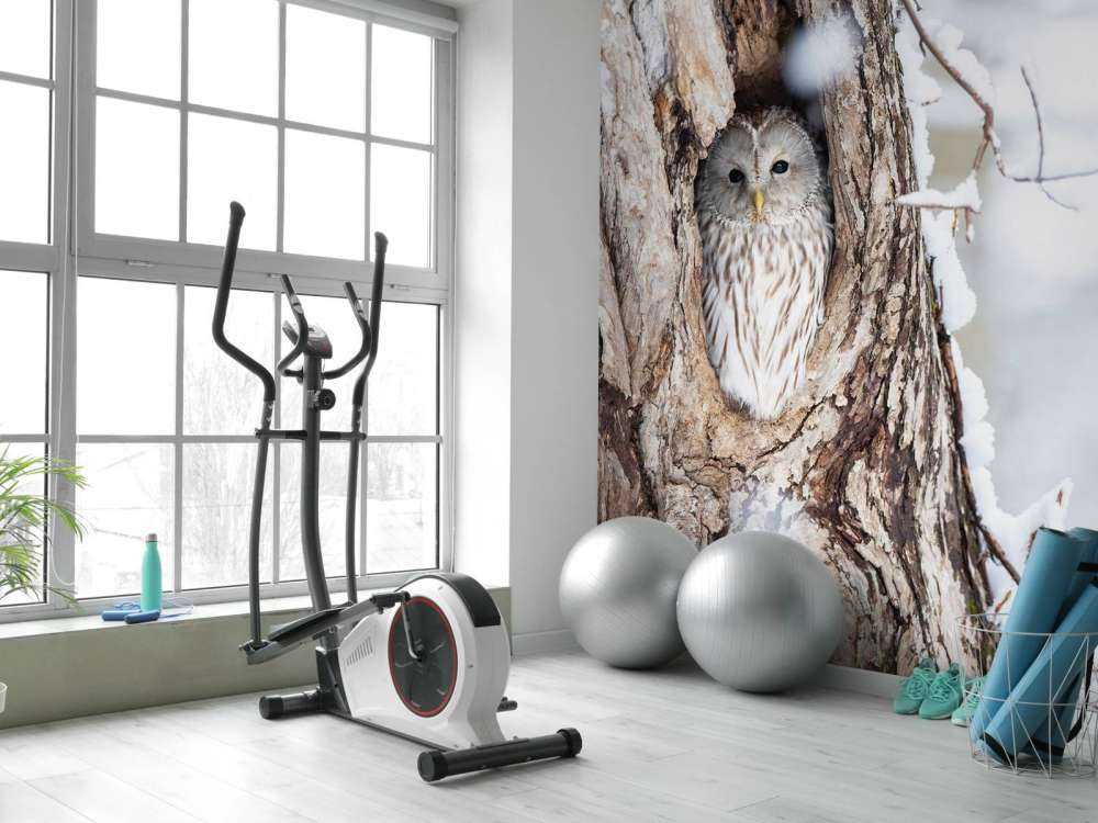 Gufo bianco in un albero cavo