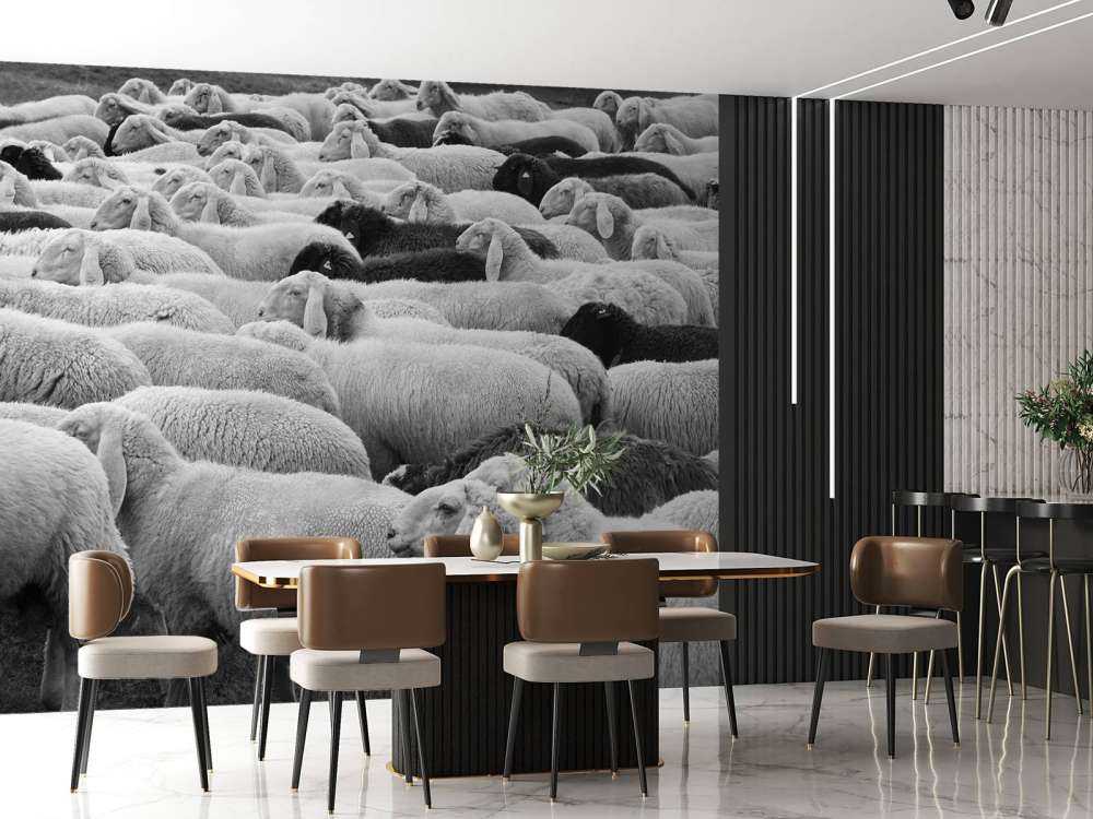 Pecora in bianco e nero