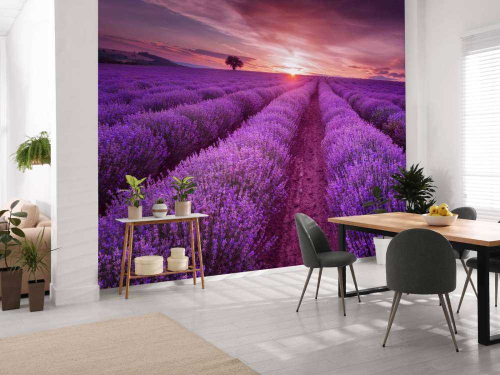 Grande campo pieno di lavanda