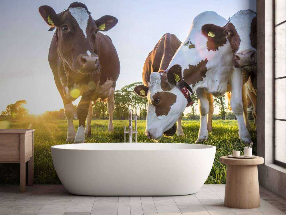 Carta da parati per mucche