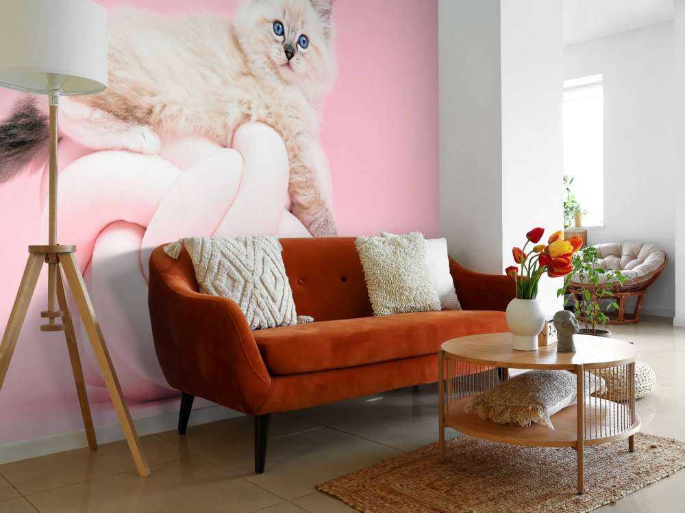 Gatto bianco su sfondo rosa