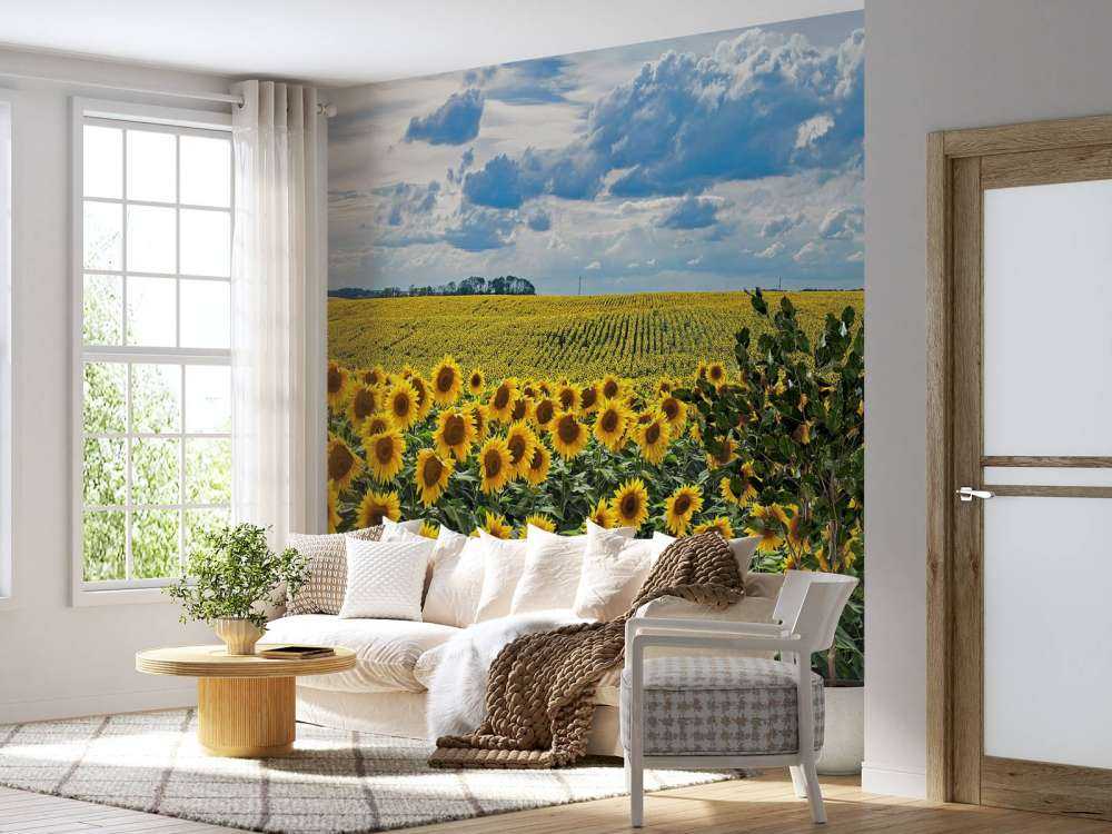 Prato pieno di girasoli