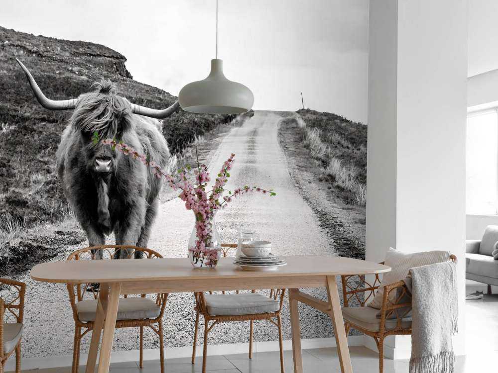 Highlander scozzese su una strada