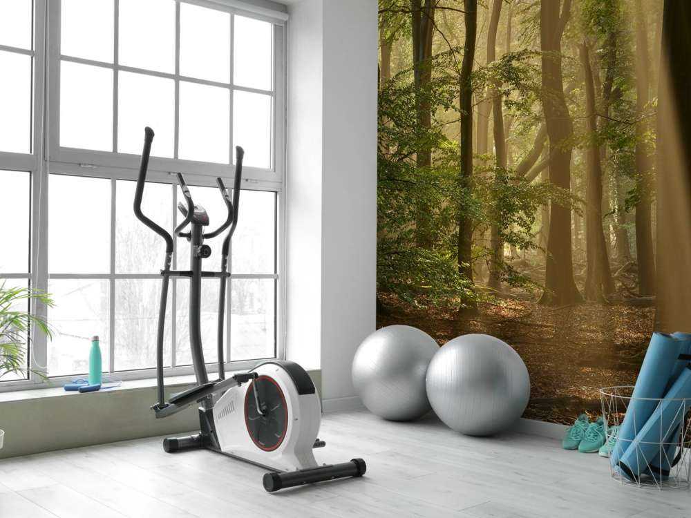 Vecchia foresta con alari