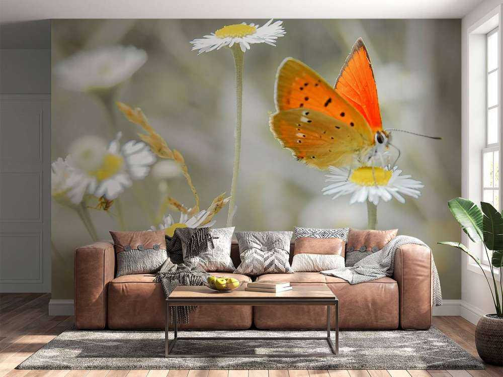 Margherite e farfalla arancione