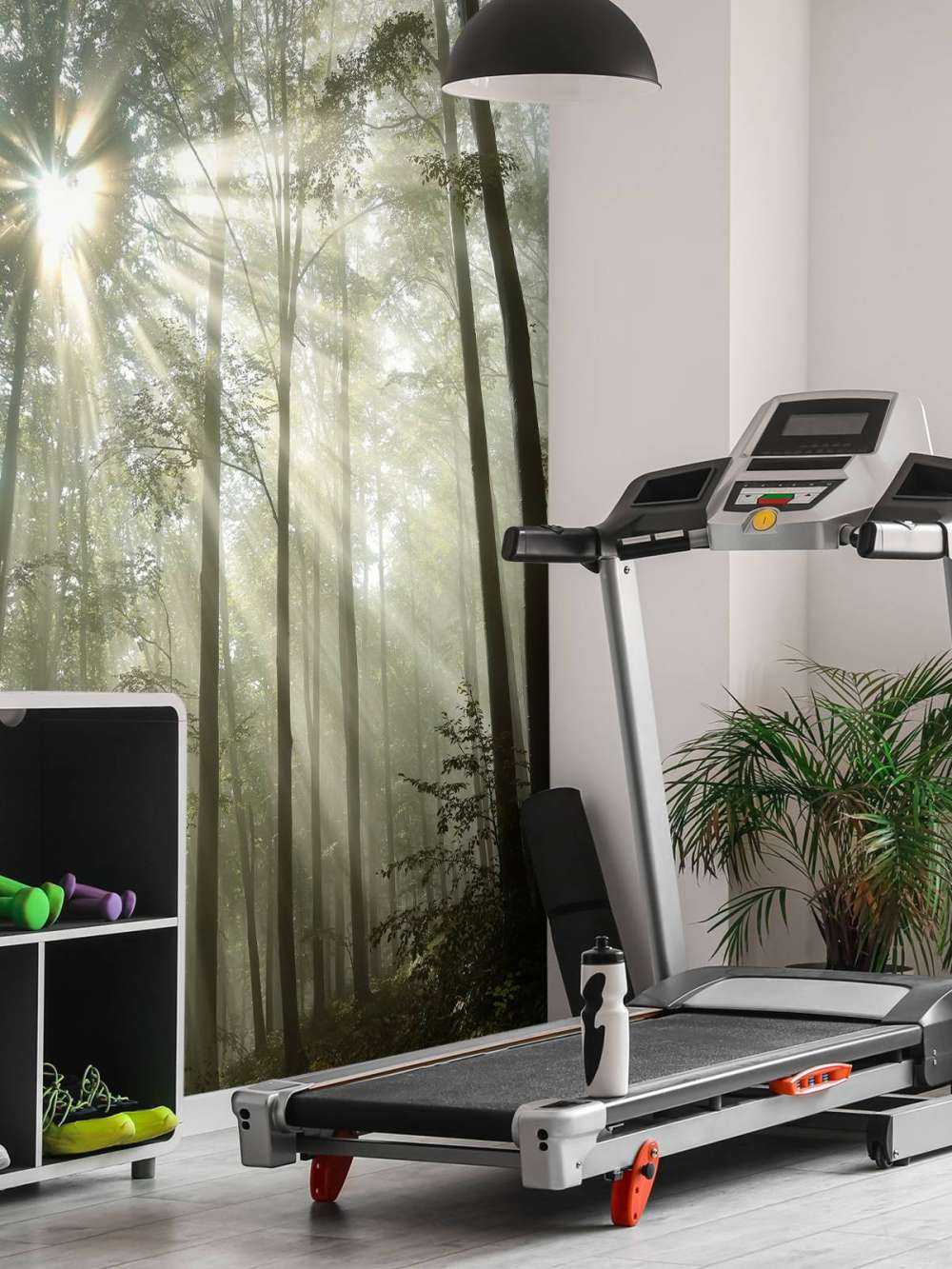 Foresta con la nebbia