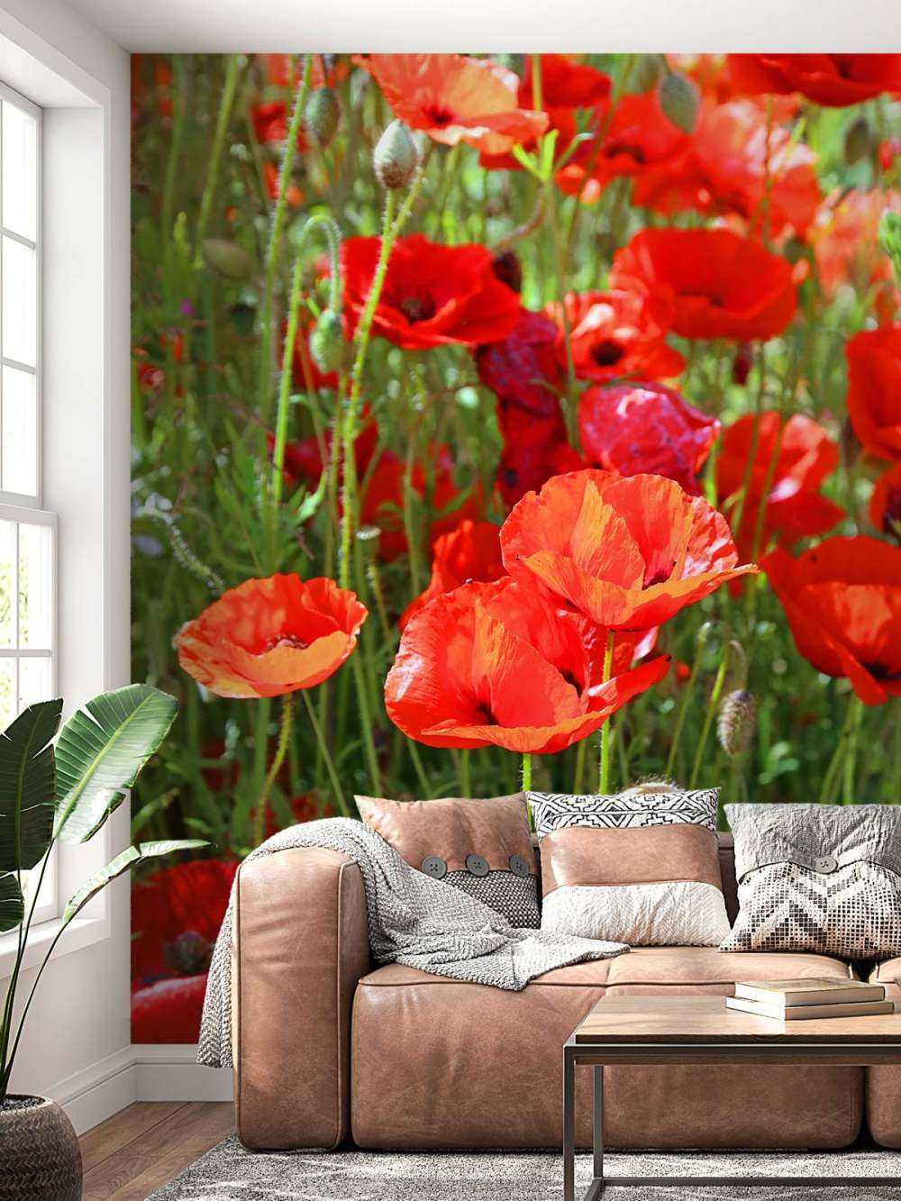 Primo piano di papaveri